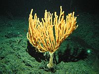 A new species of Bamboo Coral - Isidella tentaculum