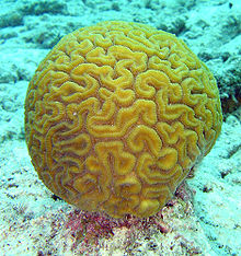 Brain coral is made of calcium carbonate