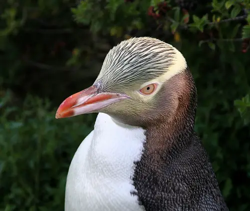 The Yellow-eyed Penguin