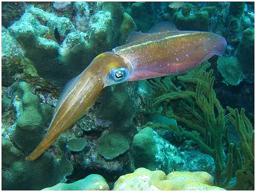 A bonaire reef squid