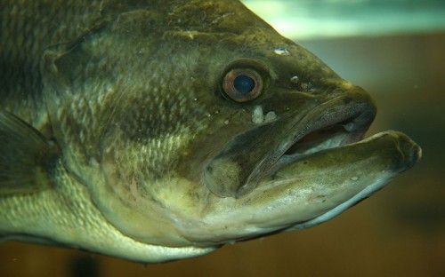 The face of the largemouth bass