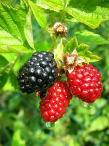 3 Blackberries