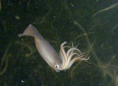 Don't be fooled - this squid is a fearsome predator