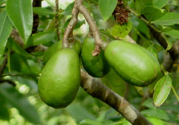 Ambrellas are also known as the Malay Apple