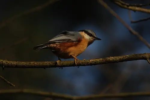 There are many varieties of nuthatches