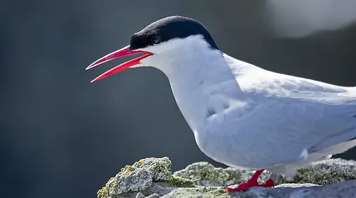 The Arctic Tern is found around the Arctic and Sub-Arctic regions