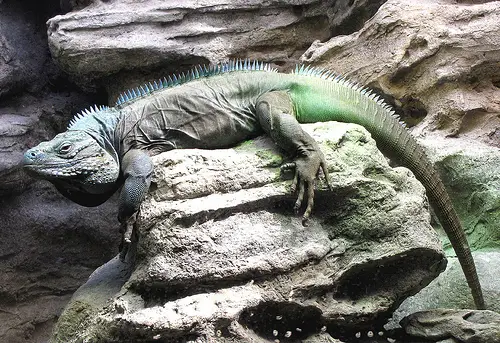 Blue Iguana's like to live in rocky, sunlit areas