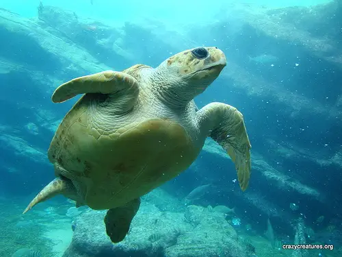 The loggerhead turtle is the largest hard shelled turtle in the world