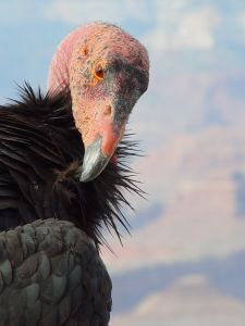The California Condor is the largest land bird in North America