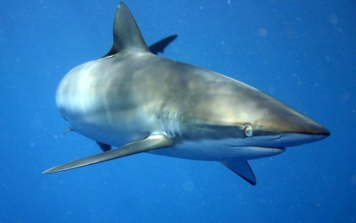 Silky sharks are highly migratory