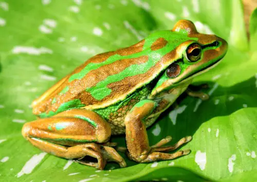 The Green and Golden Bell Frog