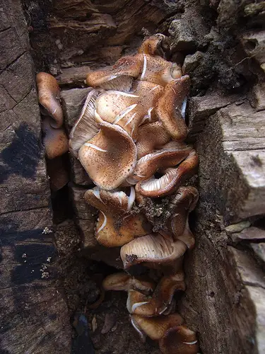 Sprouting from a cut tree stump
