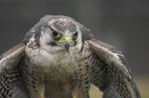 The Peregrine Falcon is one of the fastest animals on earth