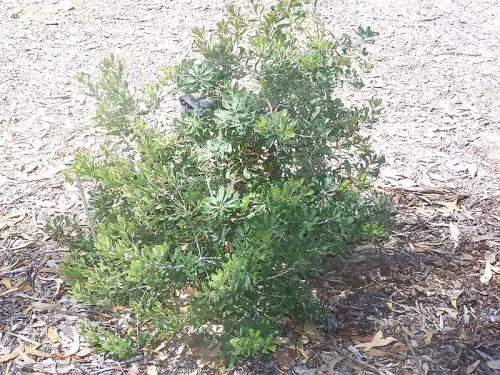 Banksia epica growing in Kings Park