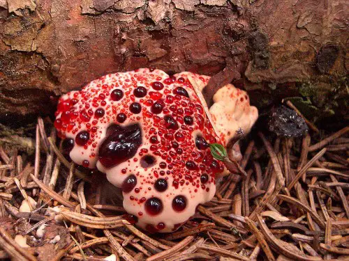 Doesn't look like an ordinary fungus