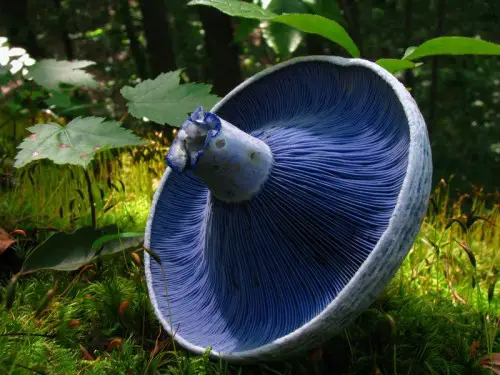 A uniquely coloured mushroom!