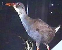 The Zapata Rail is endemic to Cuba