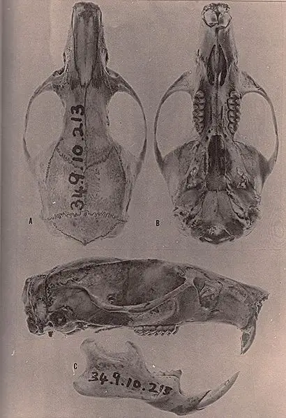 The Hammond's Rice Rat's skull, published in 1962