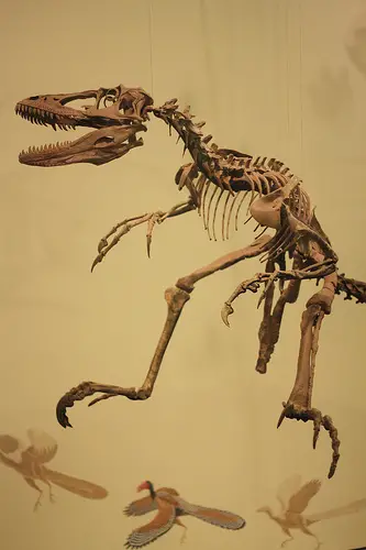 The skeleton of the Deinonychus