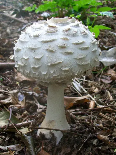 The Shaggy parasol is commonly found in Europe and North America