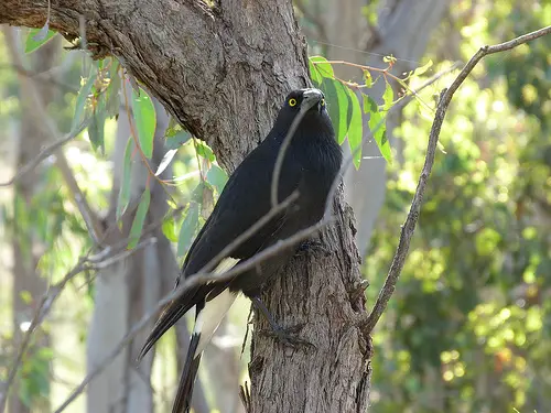 Black Currawongs are native to Tasmania