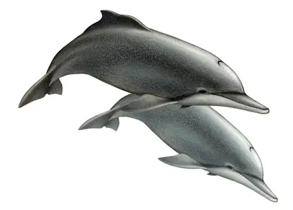 This dolphin is found on the west coast of Africa
