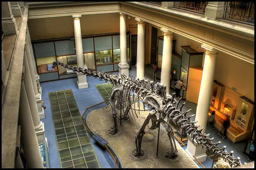 The Diplodocus was formerly the longest dinosaur ever known