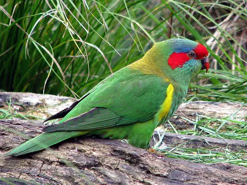 Musk Lorikeets are colourful