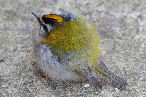 This bird can be found almost everywhere in Europe