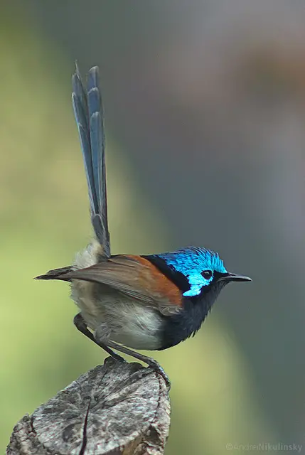 A male red-winged fairywren