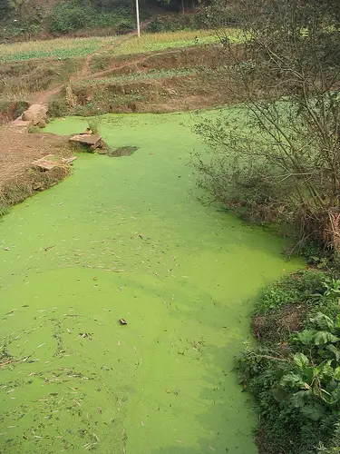 Algae bloom in the waterway