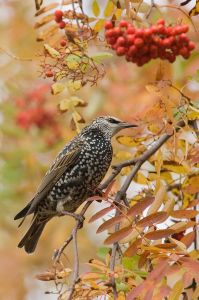 A European Starling searching for berries