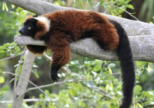 A red ruffed lemur lazing around