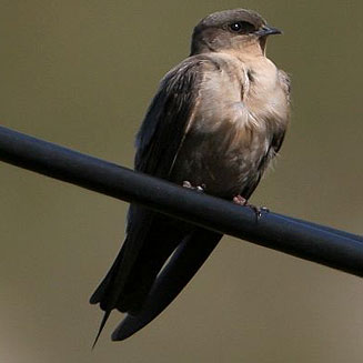 This bird is part of the swallow family