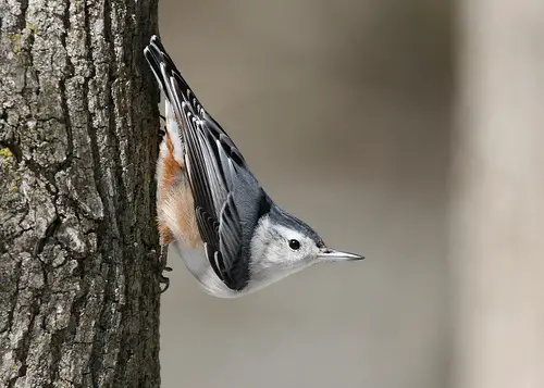 A White-breasted Nuthatch going down a tree