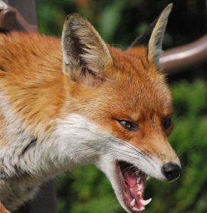 A snarling fox