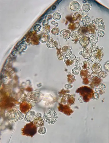 They're aliiiiiiiive! But difficult to spot. The bacteria are the tiny, pin-prick-looking objects, dwarfed by the larger, spherical algal cells. The colored spots come from pigments the algae produce, carotenoids, still vibrant 30,000 years on. Credit: Brian Schubert.