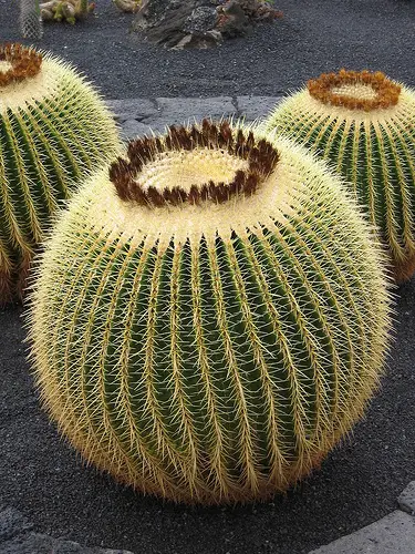 'Walking cactus' roamed the earth in ancient times (not real plant cactus as depicted)