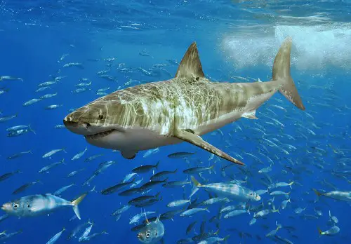 Sadly, this legendary shark is now endangered off the California coastline